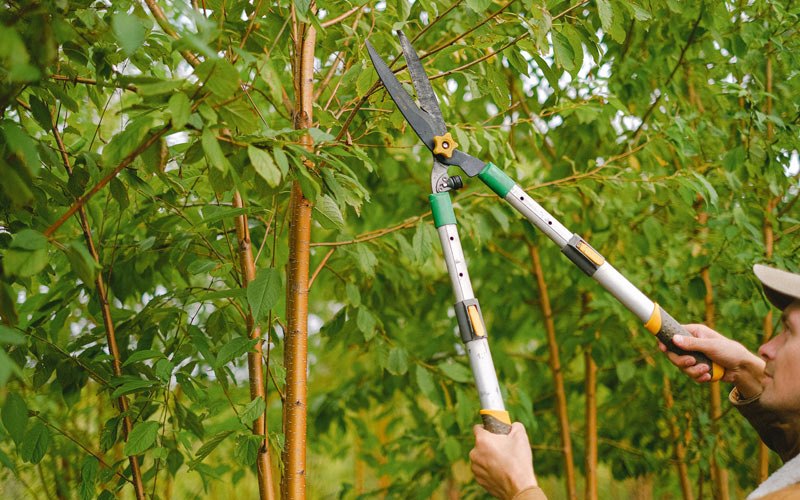 Tree trimming in Indore, WV