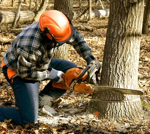 Tree Removal in Indore, WV